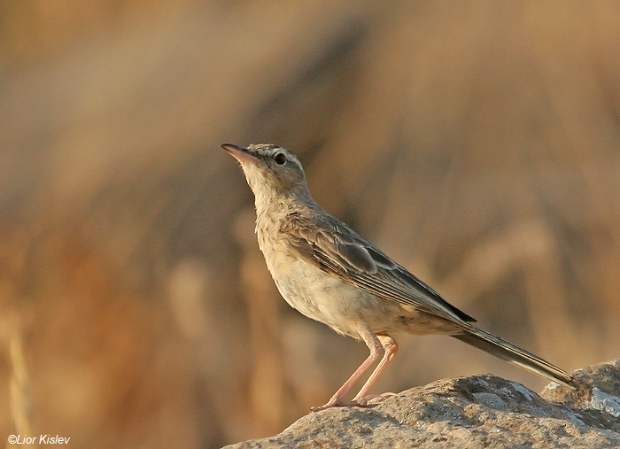     Long-billed Pipit  Anthus similis                              , , 2009.: 